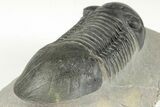 Large Paralejurus Trilobite - Atchana, Morocco #204435-5